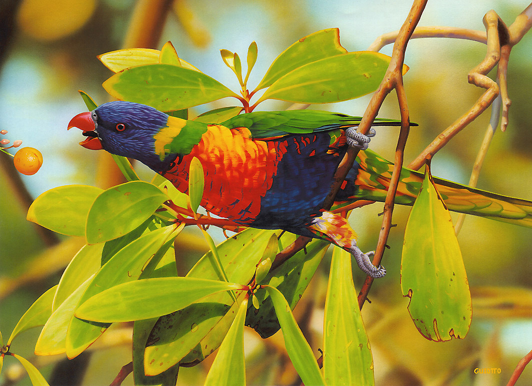 Райские птицы Австралии