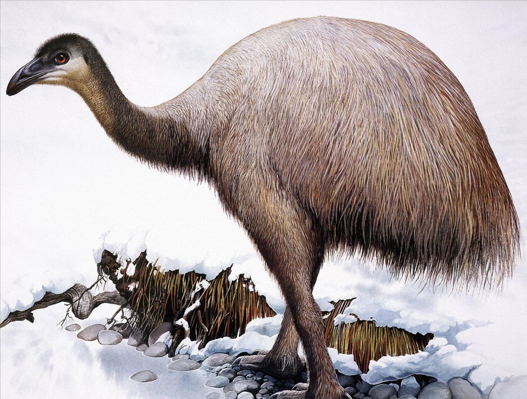 Вымерший гигант 9 букв сканворд. Птица МОА новая Зеландия. МОА вымершая птица. Лесной малый МОА. МОА вымерший вид.