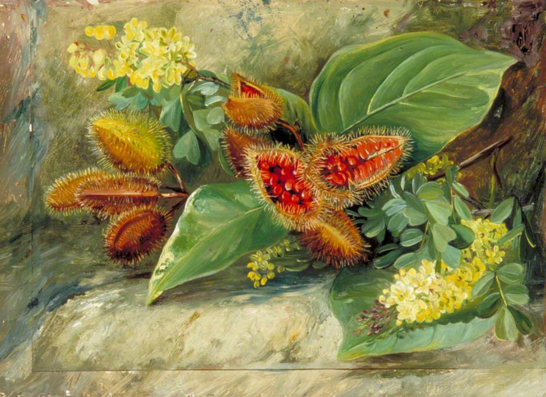 Marianna norte Hojas y frutos de flores de Annix y flores de hematoxil,  Jamaica, 1872, 25×18 cm: Descripción de la obra | Arthive