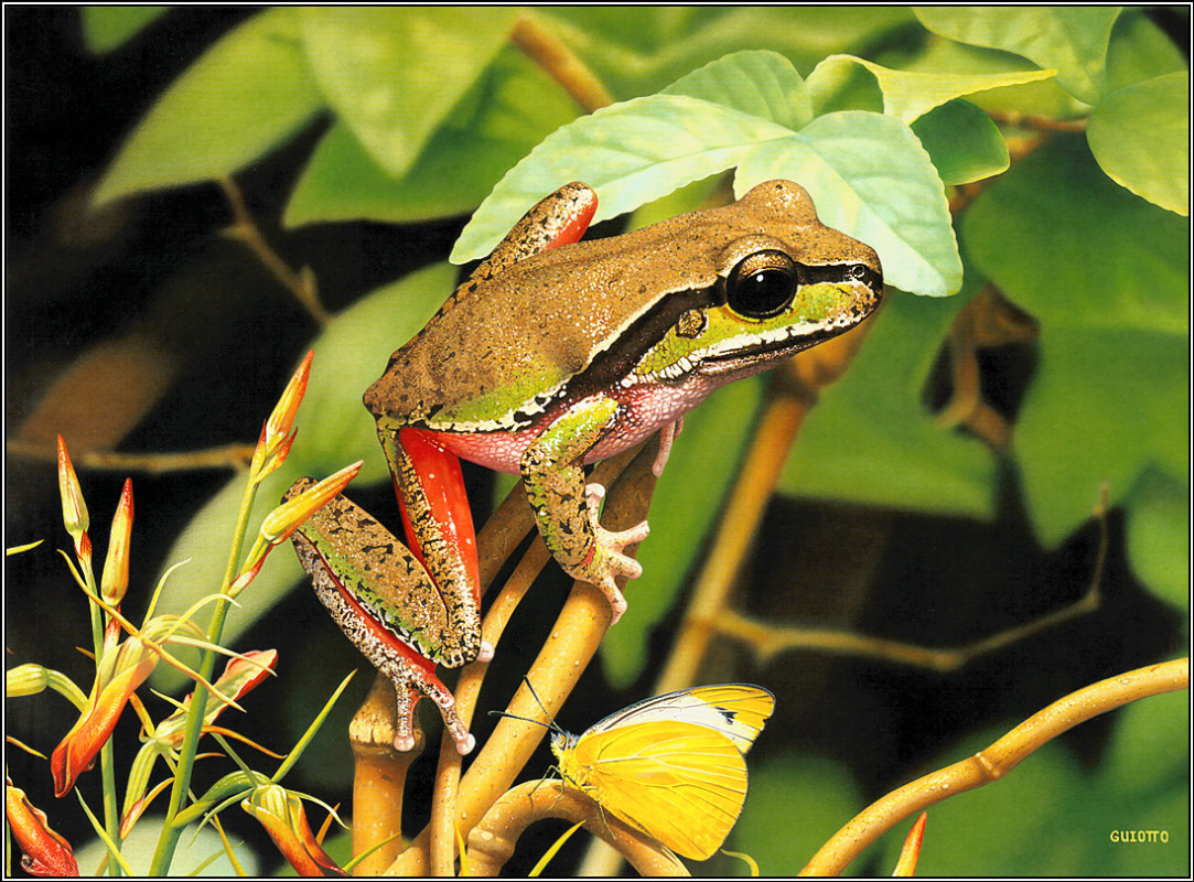 Ego Guiotto. Australian tree frog