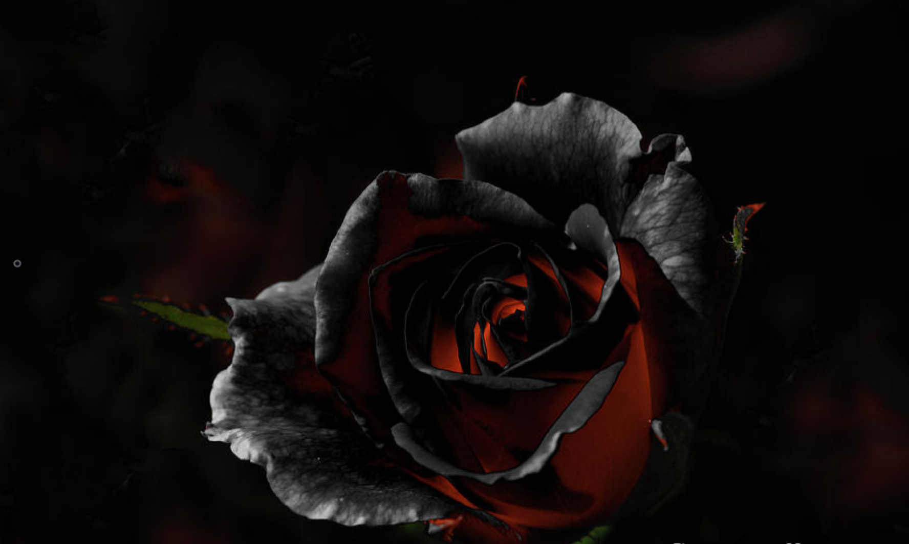 bloody black rose wallpaper