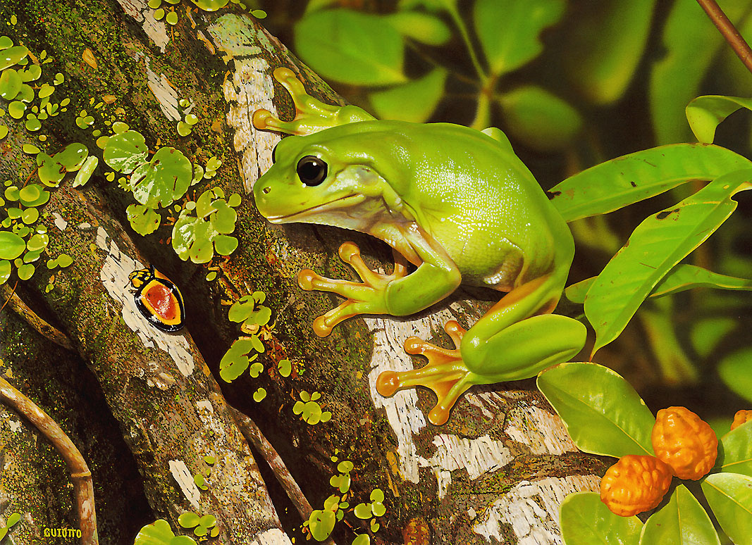 Ego Guiotto. Green tree frog
