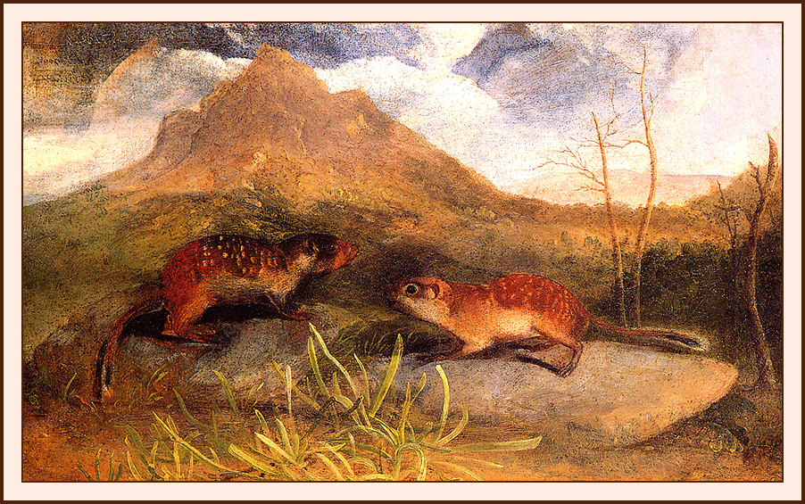 John James Audubon. Marmots