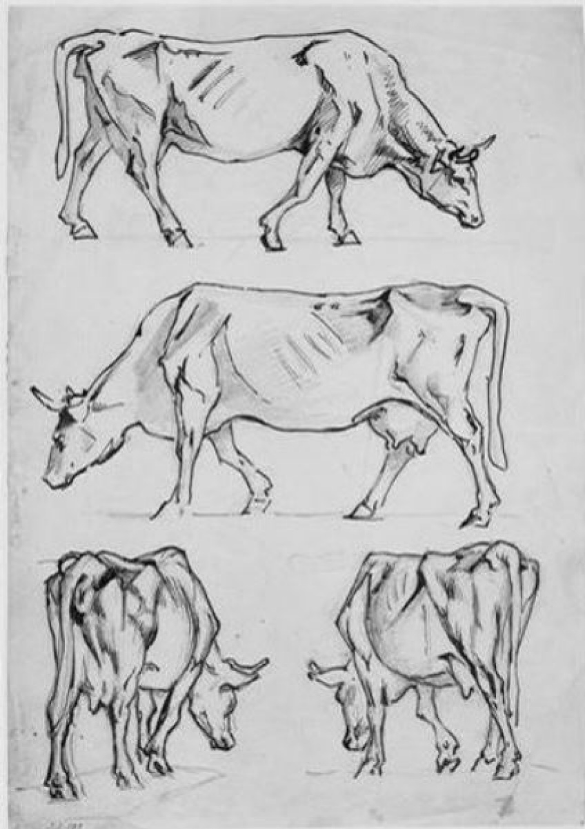 Cow Picture Sketch PNG Transparent Images Free Download | Vector Files |  Pngtree