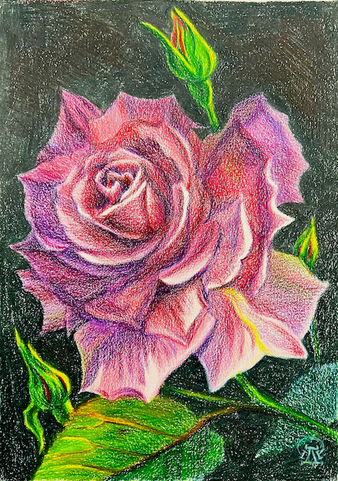 Larissa Lukaneva Pink Rose Sketch 2021 30×21 Cm Descripción De La