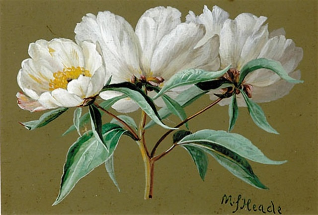 Martin Johnson Head. Branch with white flowers