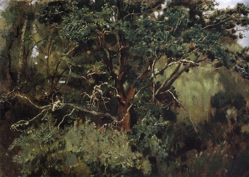 Viktor Vasnetsov. Okhtyrka oak