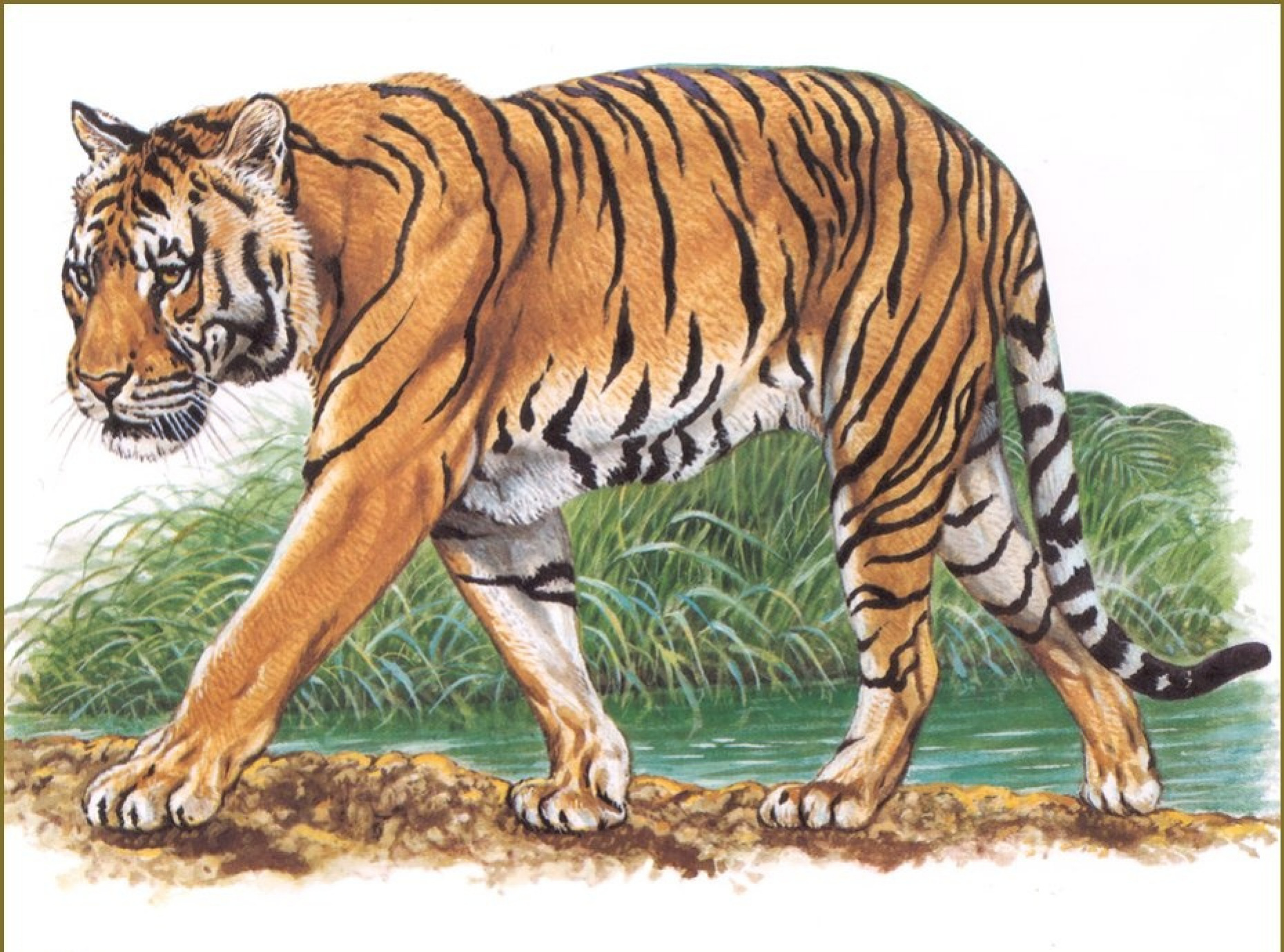 Indochinese tiger