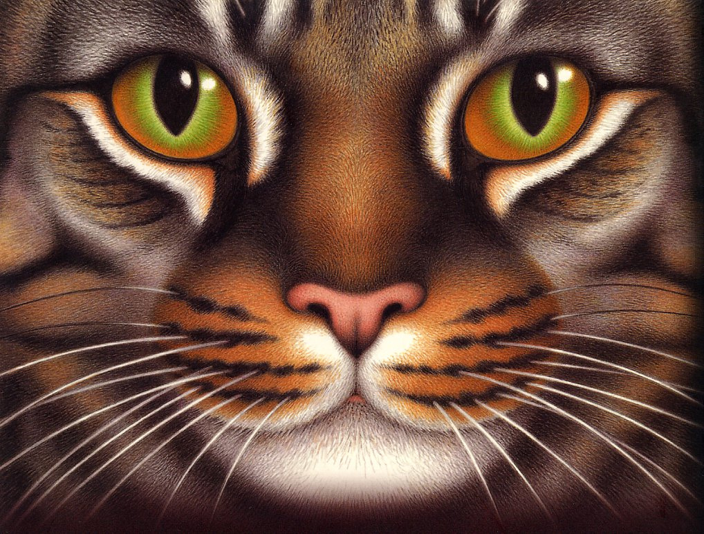 Nicola Bailey. Cat's eye
