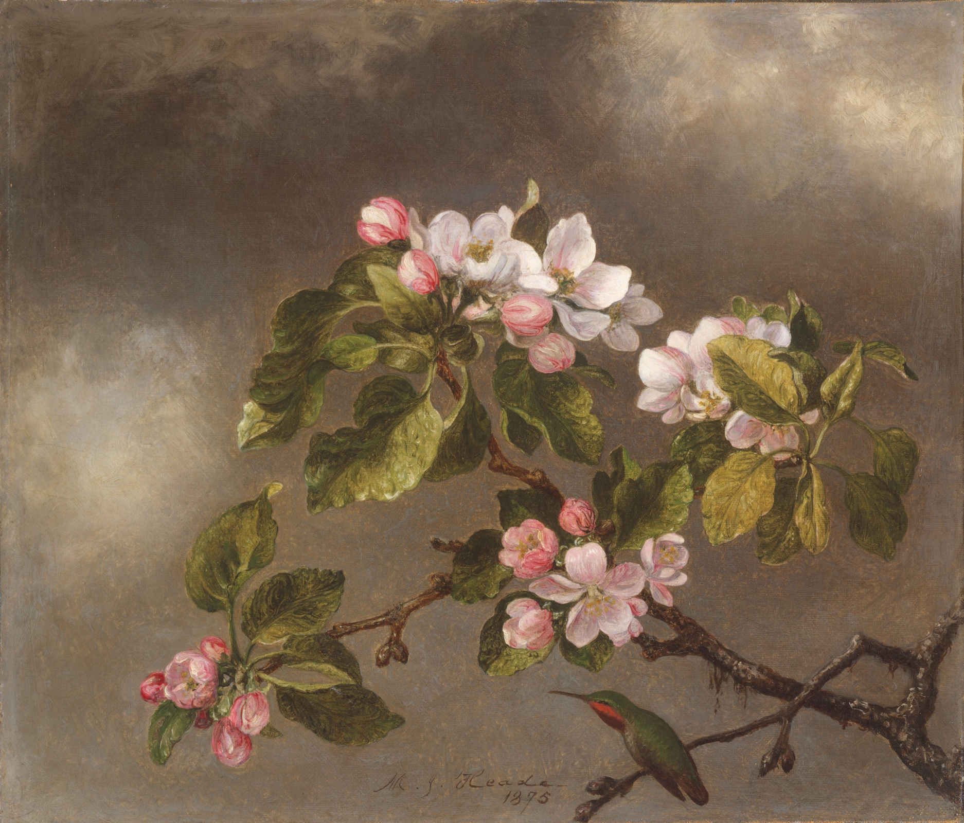 Купить цифровую версию картины: Мартин Джонсон Хед - Колибри и цветущая  яблоня, Нью-Йорк | Артхив