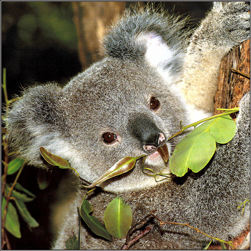 Эвкалиптовая коала. Коала на эвкалипте. Коала питается эвкалиптом. Коала кушает эвкалипт. Эвкалипт для питания коал.